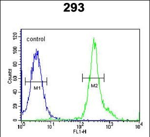 4 - TSPAN3 Antibody (Center) AP5559c
