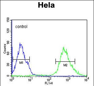 4 - IPO9 Antibody (N-term) AP5564a