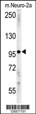 1 - IPO9 Antibody (N-term) AP5564a