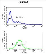 4 - TAF1D Antibody  (N-term) AP5597a