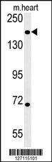 1 - DI3L1 Antibody  (N-term) AP5614a