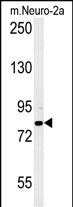 1 - CPEB4 Antibody (N-term) AP5628a