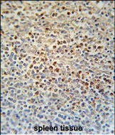 14 - SLC4A7 Antibody (C-term) AP5655B