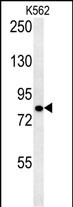 1 - SLC4A7 Antibody (C-term) AP5655B