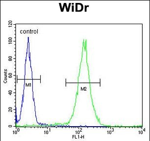 4 - FBXO34 Antibody (C-term) AP5692b