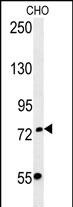 1 - FBXO34 Antibody (C-term) AP5692b