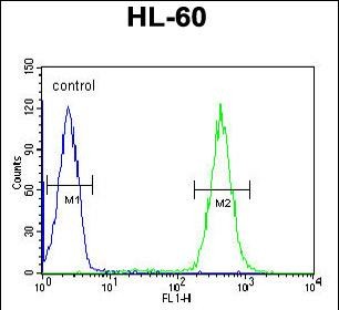 4 - APOBEC2 Antibody (N-term) AP5701a
