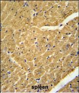 14 - APOBEC2 Antibody (N-term) AP5701a