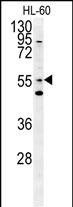 1 - LMA1L Antibody (Center) AP5714c