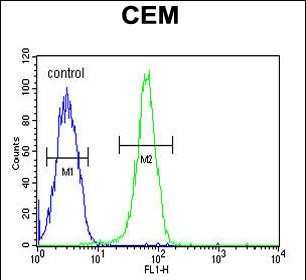 4 - KIF24 Antibody (N-term) AP5720A