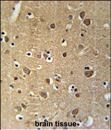 14 - PRG2 Antibody (Center) AP5732c