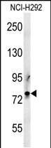 1 - PRG2 Antibody (Center) AP5732c