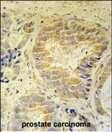 14 - FAM105B Antibody (Center) AP5734c