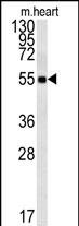 1 - FAM105B Antibody (Center) AP5734c