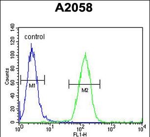4 - FOXC2 Antibody (Center S174) AP5750c