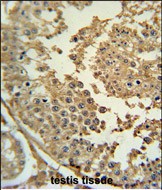 14 - SYN3 Antibody (Center) AP5755c