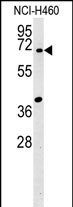 1 - SYN3 Antibody (Center) AP5755c