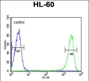 4 - KIR2DS3 Antibody (C-term) AP5763b