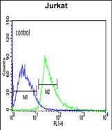 4 - KLHL6 Antibody  (C-term) AP5793b