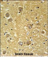 14 - KCNK7 Antibody (C-term) AP5801b