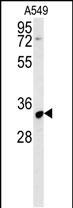 1 - KCNK7 Antibody (C-term) AP5801b