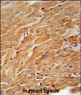 14 - CCL21 Antibody (Center) AP10134c