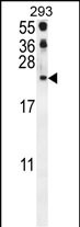 1 - CCL21 Antibody (Center) AP10134c