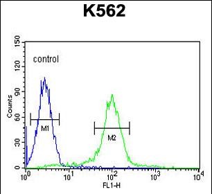 4 - DNA2 Antibody (Center) ap10182c