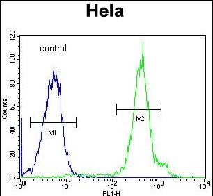 4 - FUS Antibody (C-term) AP10187b