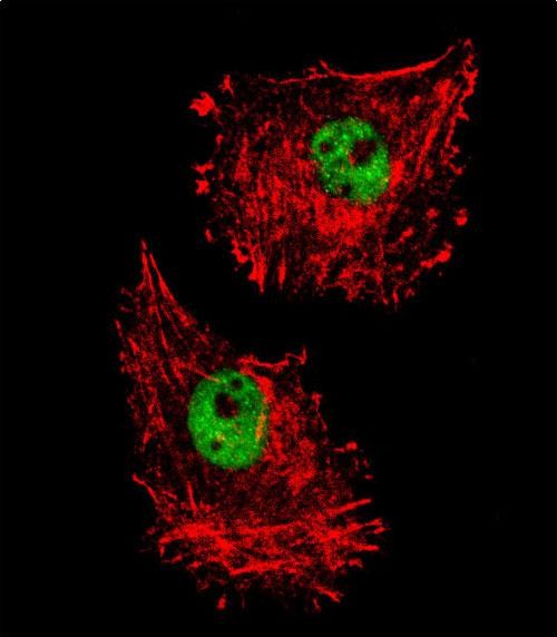 3 - FUS Antibody (C-term) AP10187b