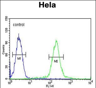 4 - GALNT4 Antibody (N-term) AP10190a