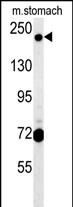 1 - GCC2 Antibody (C-term) AP10197b