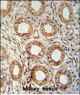 14 - LNPEP Antibody (N-Term) AP10272a