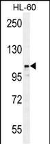 1 - LNPEP Antibody (N-Term) AP10272a