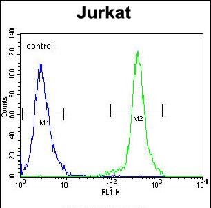 4 - KLF14 Antibody (C-term) AP10279b