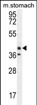 1 - TECTB Antibody (N-term) AP10280A