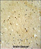 14 - VWA3B Antibody (C-term) AP10305b