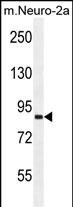 1 - VWA3B Antibody (C-term) AP10305b