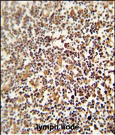 14 - LRRC33 Antibody (C-term) AP10317b