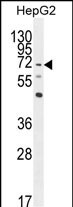 1 - LRRC33 Antibody (C-term) AP10317b