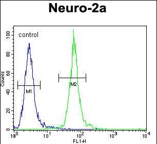 4 - PCDP1 Antibody (C-term) AP10318b