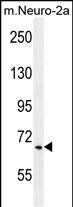 1 - PCDP1 Antibody (C-term) AP10318b