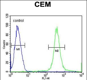 4 - C11orf63 Antibody (C-term) AP10323b
