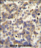 14 - LYPD4 Antibody (Center) AP10344C