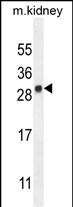 1 - LYPD4 Antibody (Center) AP10344C