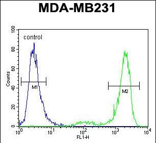 4 - KCNT2 Antibody (C-term) AP10351b