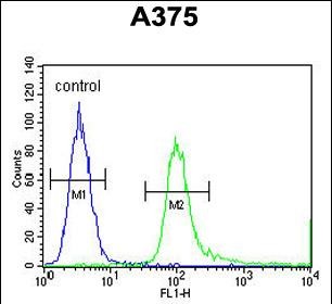 4 - SPDYE3 Antibody (Center) AP10357c