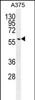 1 - SPDYE3 Antibody (Center) AP10357c