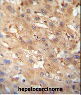 14 - NEU4 Antibody (C-term) AP10385b