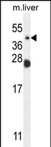 1 - NEU4 Antibody (C-term) AP10385b